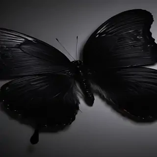 black butterfly wallpaper