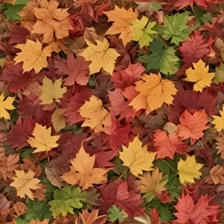 fall leaves