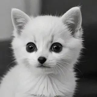 cute black and white