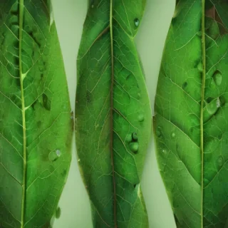 green leaf design