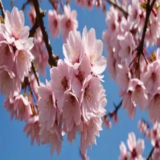 sakura flower