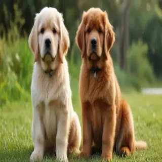 cavador dog breed