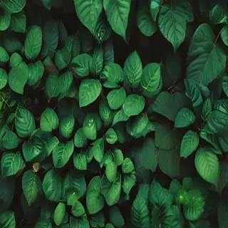 greenery iphone background