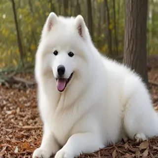 samoyed dog