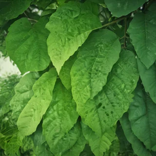 green leaf background