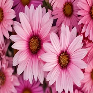 wallpaper iphone flower