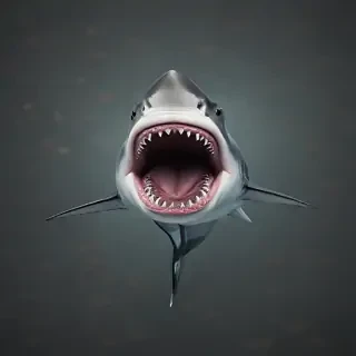 shark iphone wallpaper