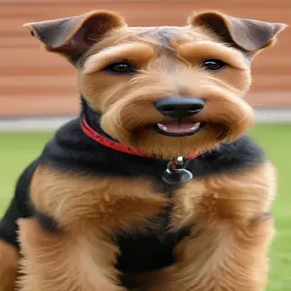 welsh terrier dog breed
