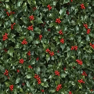 holly picture