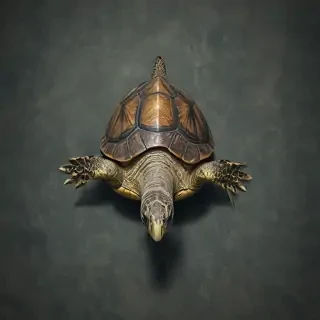 turtle wallpaper