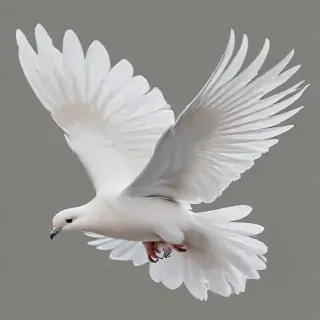 dove png