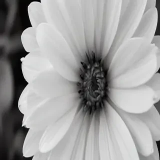 black and white flower