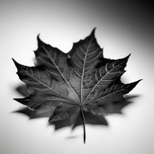 leaf in black and white
