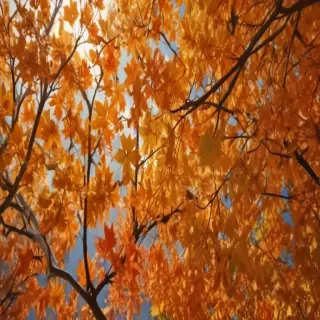 fall leaves aesthetic
