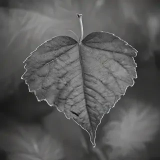 leaf in black and white