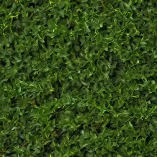 seaweed png