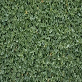 sage green photos