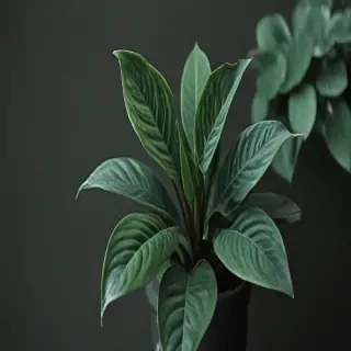 plant iphone wallpaper