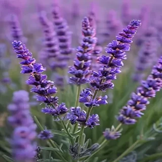 lavender iphone wallpaper