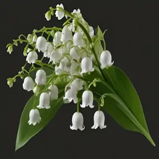 lily of the valley png