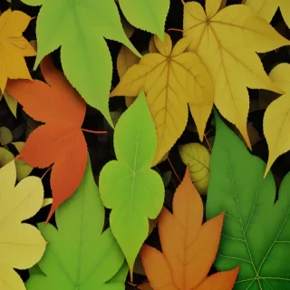 background of leaves