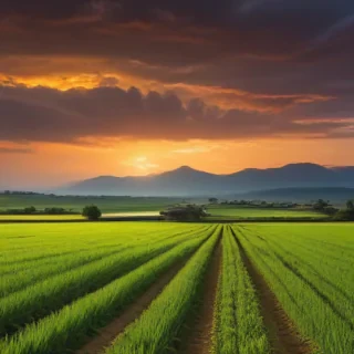farmland png