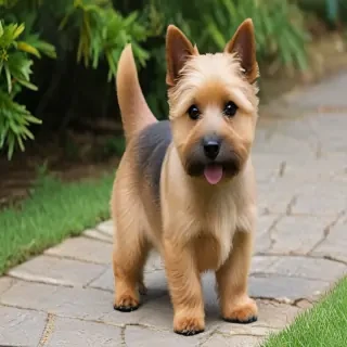 norwich terrier