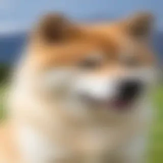 akita bernard