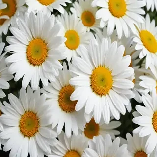 daisy background wallpaper