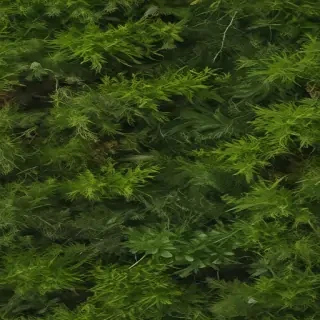 moss png