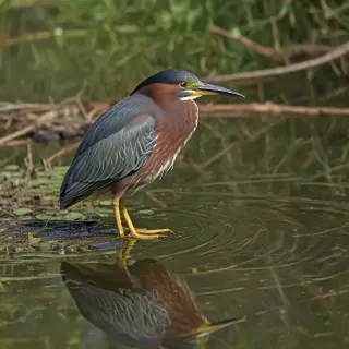 green heron