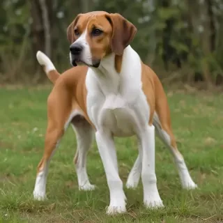american boxer foxhound