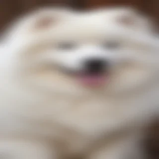 samoyed dog breed