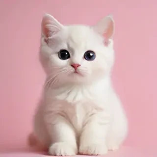background cute cat wallpaper