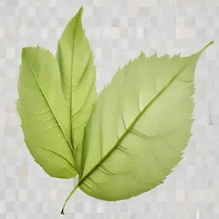 leaf transparent background