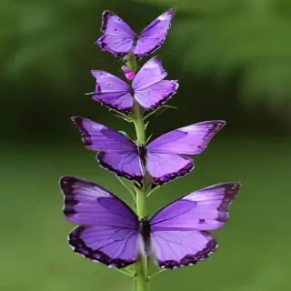 purple butterflies