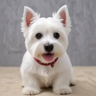 west highland white terrier