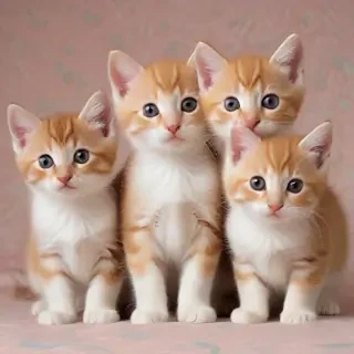 kittens wallpaper