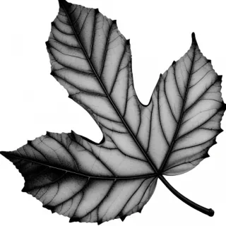 black and white clipart leaf