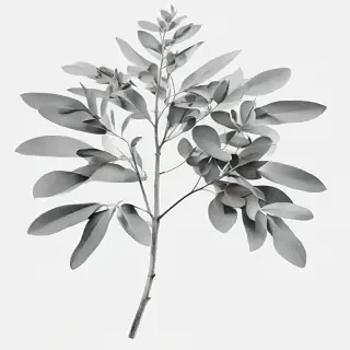 eucalyptus clipart black and white