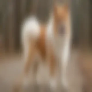 pekalier dog breed