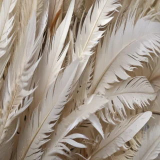 feather background