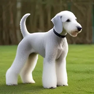 bedlington terrier