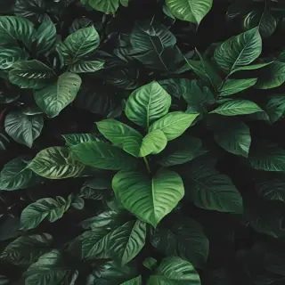plant wallpaper iphone