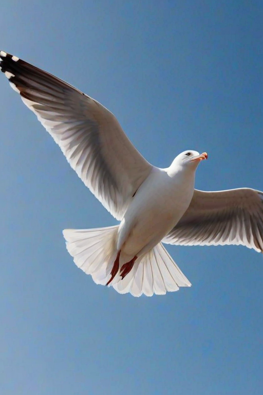 A seagull in mid-flight with outstretched wings and a clear blue sky background.