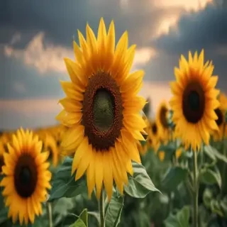 lock screen sunflower wallpaper