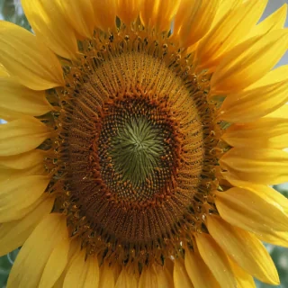 aesthetic sunflower