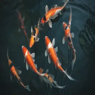 koi fish png