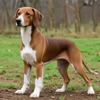 transylvanian hound