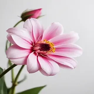 flower white bg
